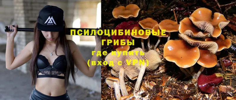 Псилоцибиновые грибы Psilocybine cubensis  Вилючинск 